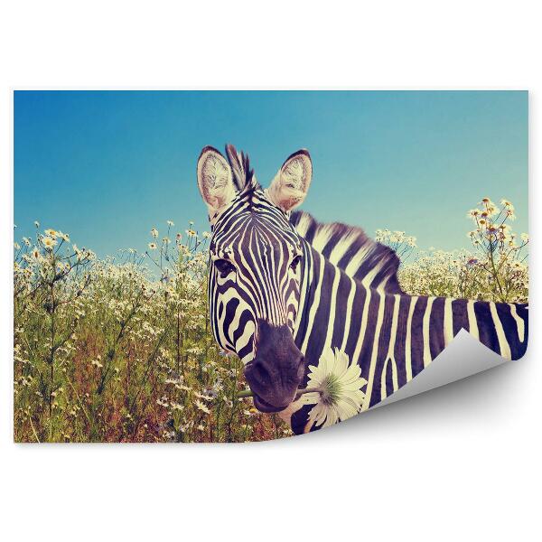 Fototapeta Zebra medzi kamilkami