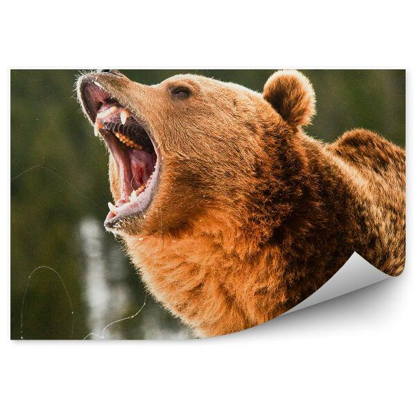 Fototapeta Rehotajúci sa medveď grizly