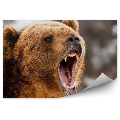 Fototapeta na stenu Revúci grizly zblízka