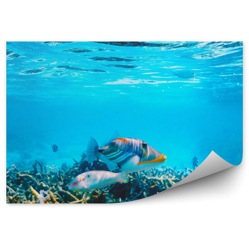 Fototapeta Ryby Koralový Útes Exotický Podmorský Svet