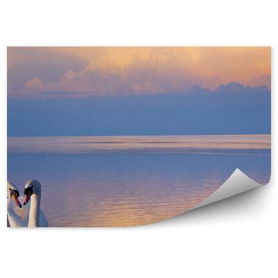 Fototapeta Dve biele labute na jazere