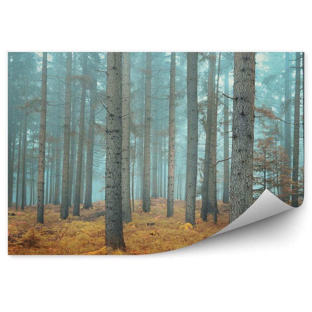 Fototapeta Lesné ihličnaté trávy