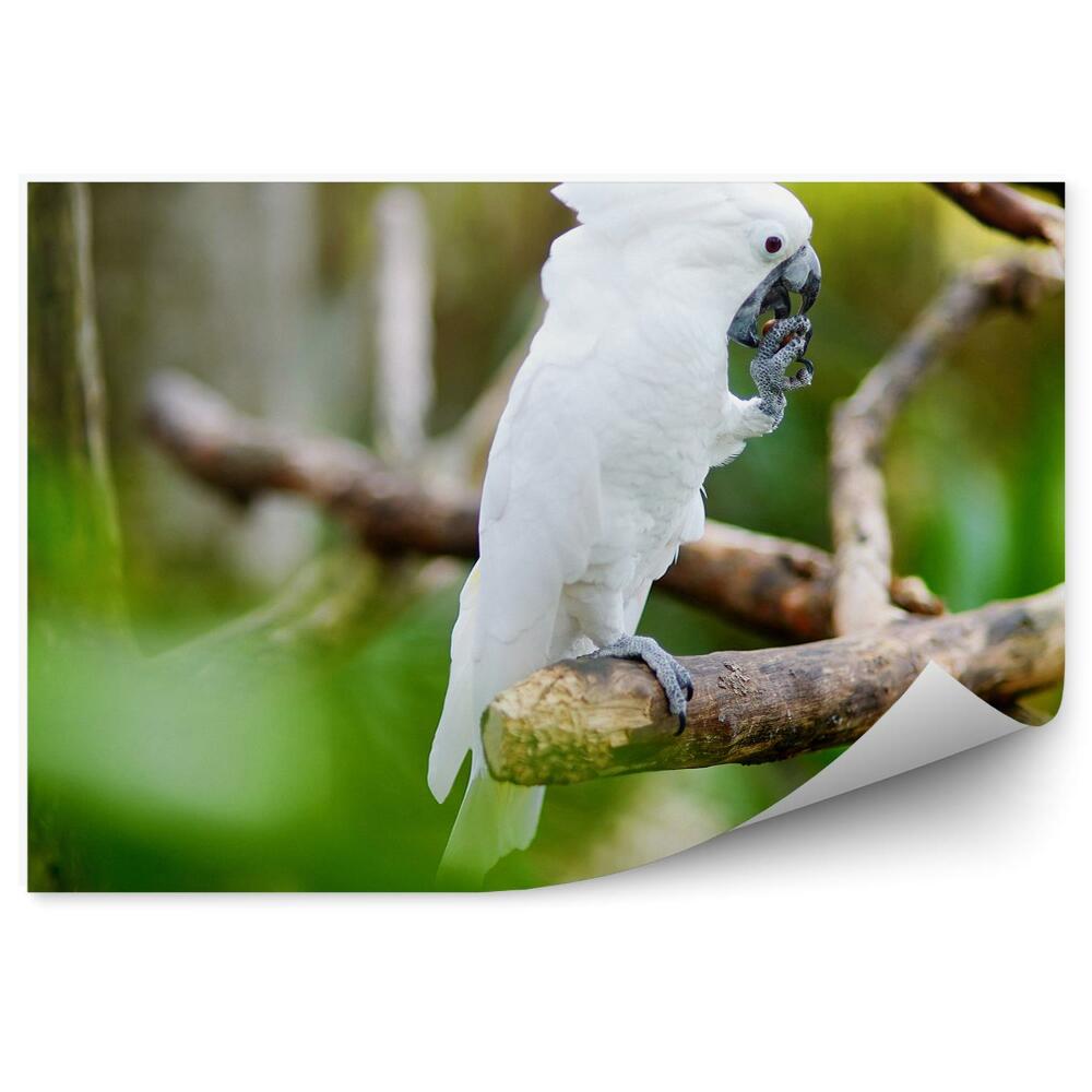 Fototapeta Biely papagáj kakadu na konári