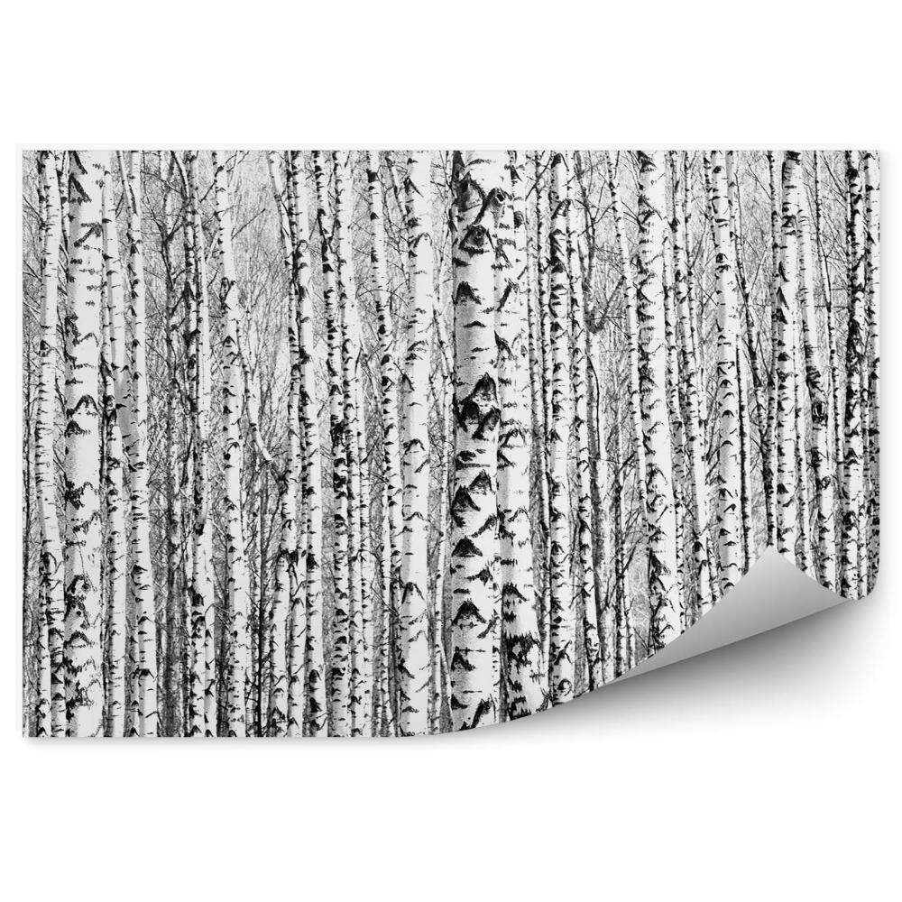 Fototapeta Brezový les