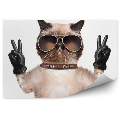 Fototapeta na stenu Zábavná mačka okuliare kožené rukavice biele pozadie