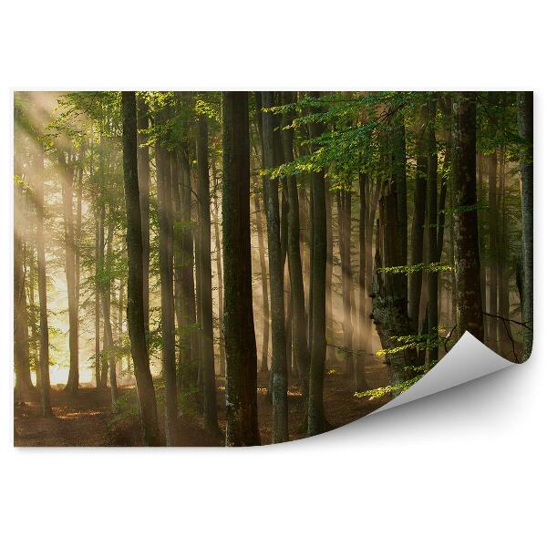 Fototapeta na stenu Lúče svetla v lese vysoké konáre stromov
