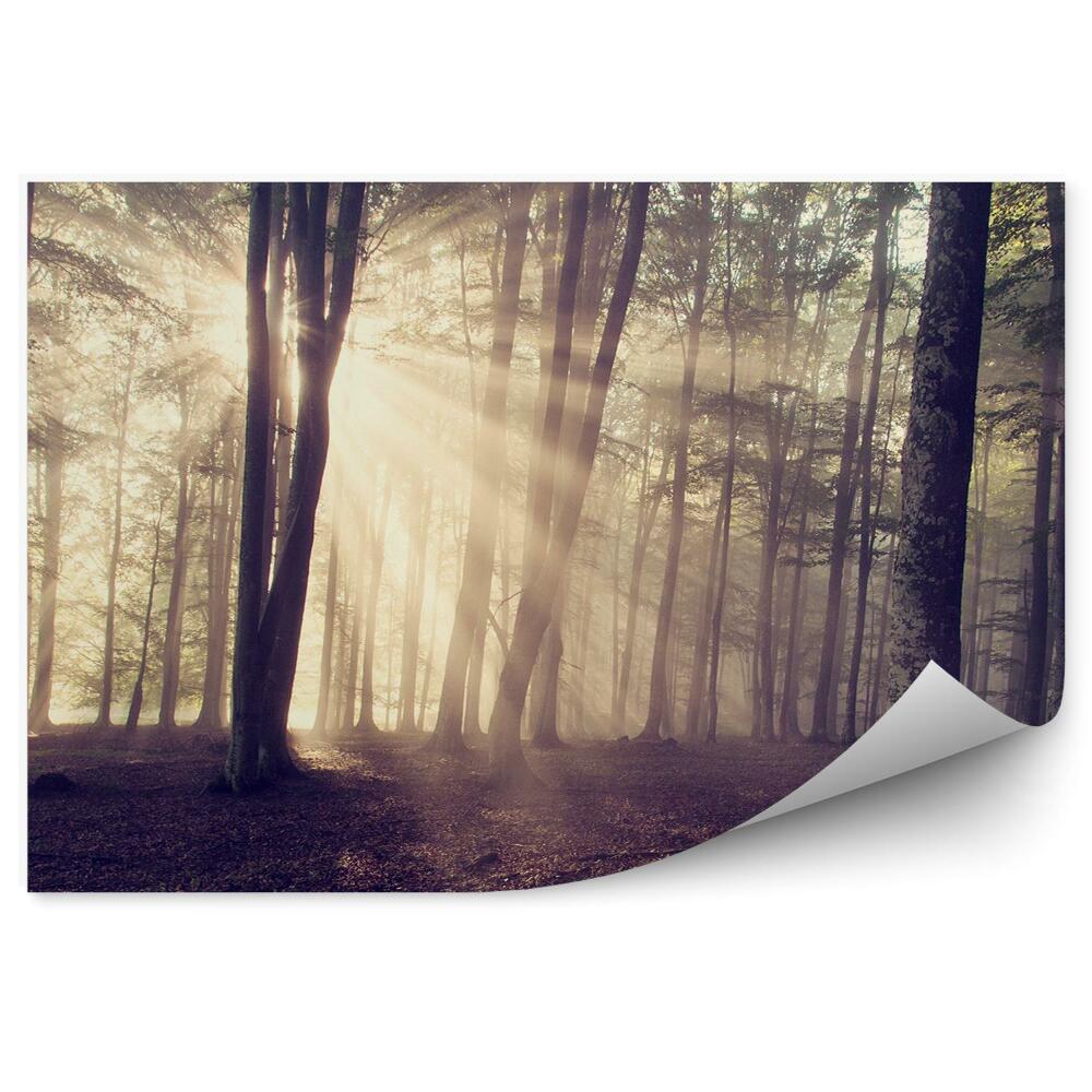 Fototapeta Jeseň slabé slnečné lúče listy