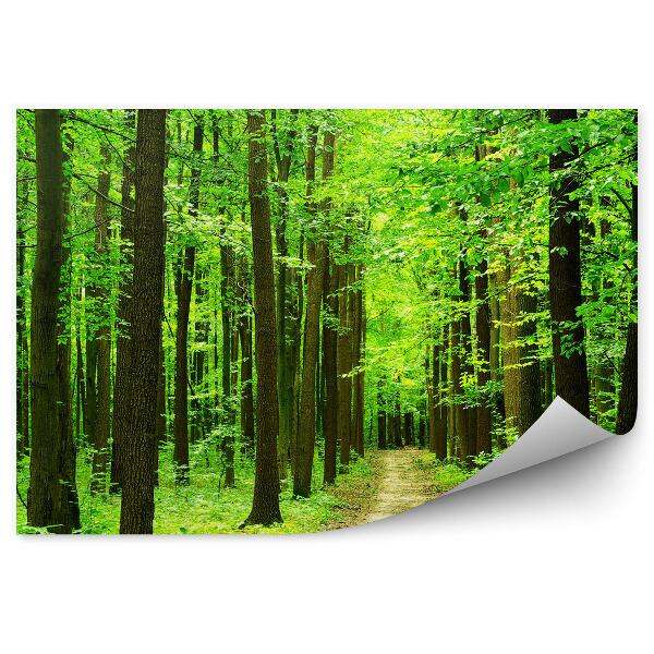 Fototapeta Leto intenzívne zelené stromy cesta