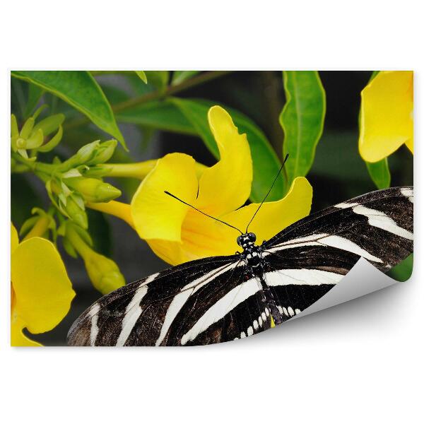 Fototapeta na stenu Čierny motýľ zebra žlté kvety