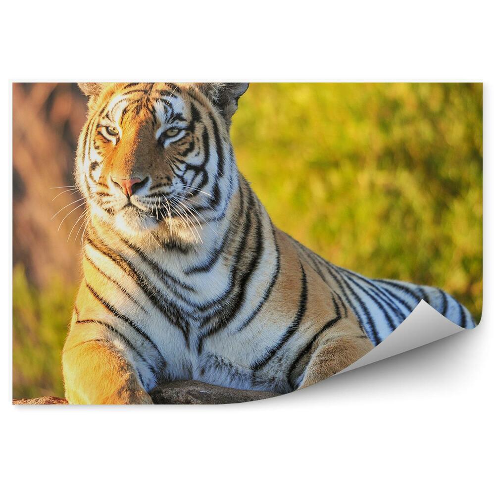 Fototapeta Portrét tigra na skale