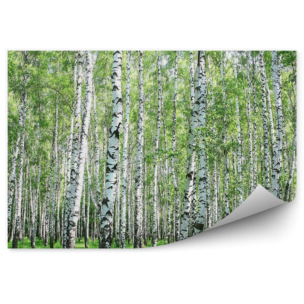 Fototapeta na stenu Brezový les tráva