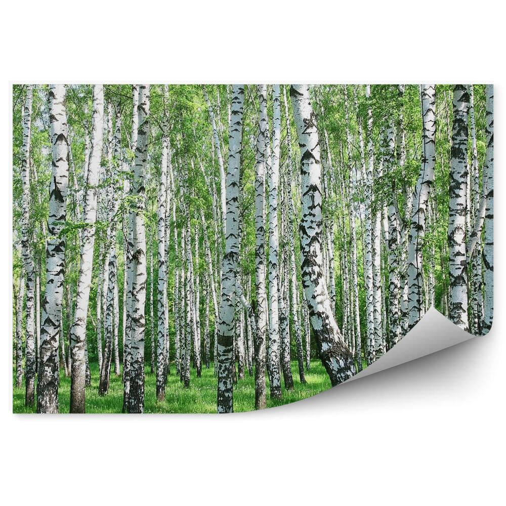 Fototapeta Brezová lesná tráva