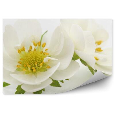 Fototapeta na stenu Biele Kvety