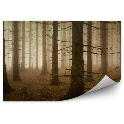 Fototapeta na stenu Mlžný les borovice