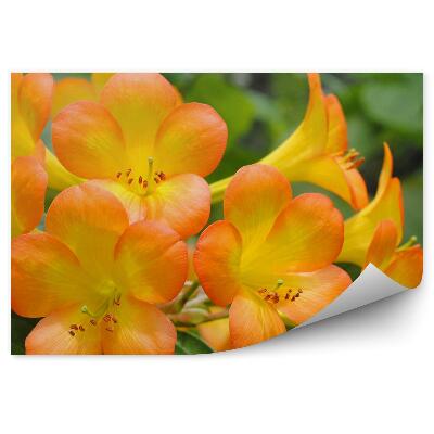 Fototapeta na stenu Oranžové Kvety Azalky Zelené Listy