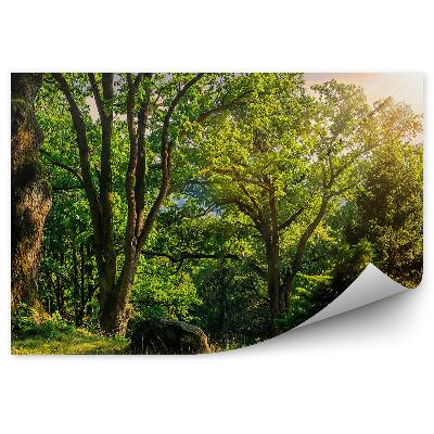 Fototapeta Lesná čistinka tráva západ slnka