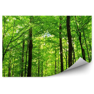 Fototapeta na stenu Les stromov perspektíva zospodu svetlo