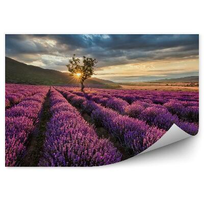 Fototapeta Ohromujúca krajina s levanduľovým poľom pri východe slnka