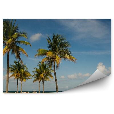 Fototapeta na stenu Pláž Palmy Modrá Obloha Amerika