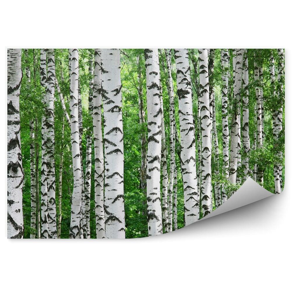 Fototapeta na stenu Brezová lesná tráva