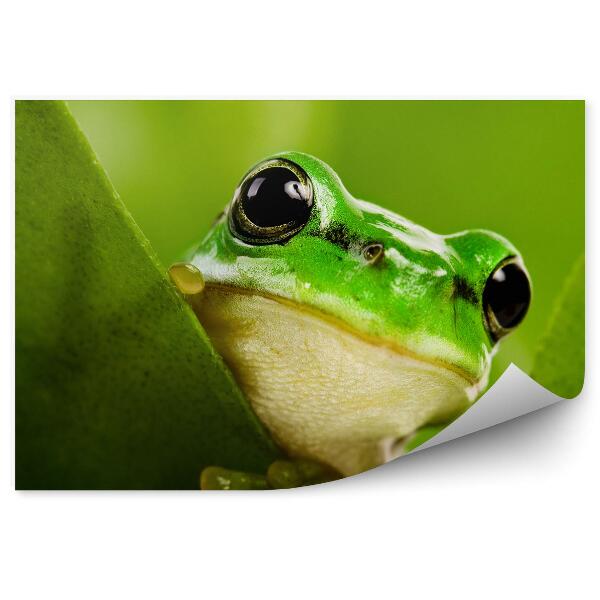 Fototapeta Žaba hľadiaca spoza listu