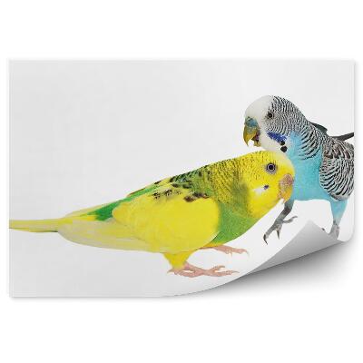 Fototapeta Farebné papagáje vlnkované na bielom pozadí