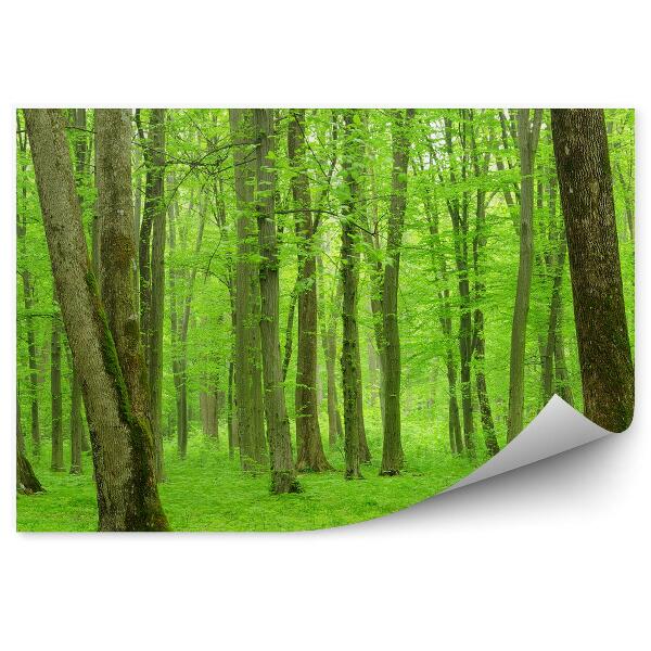 Fototapeta Šťavnatý zelený les stromov príroda