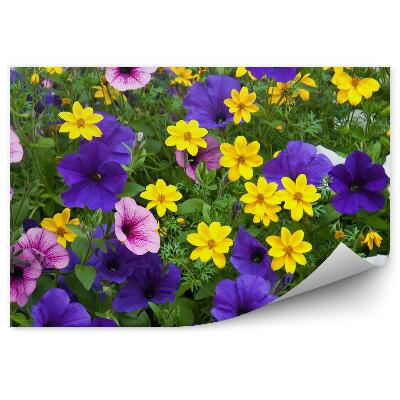Fototapeta Farebné kvety poľné rastliny zelené pole