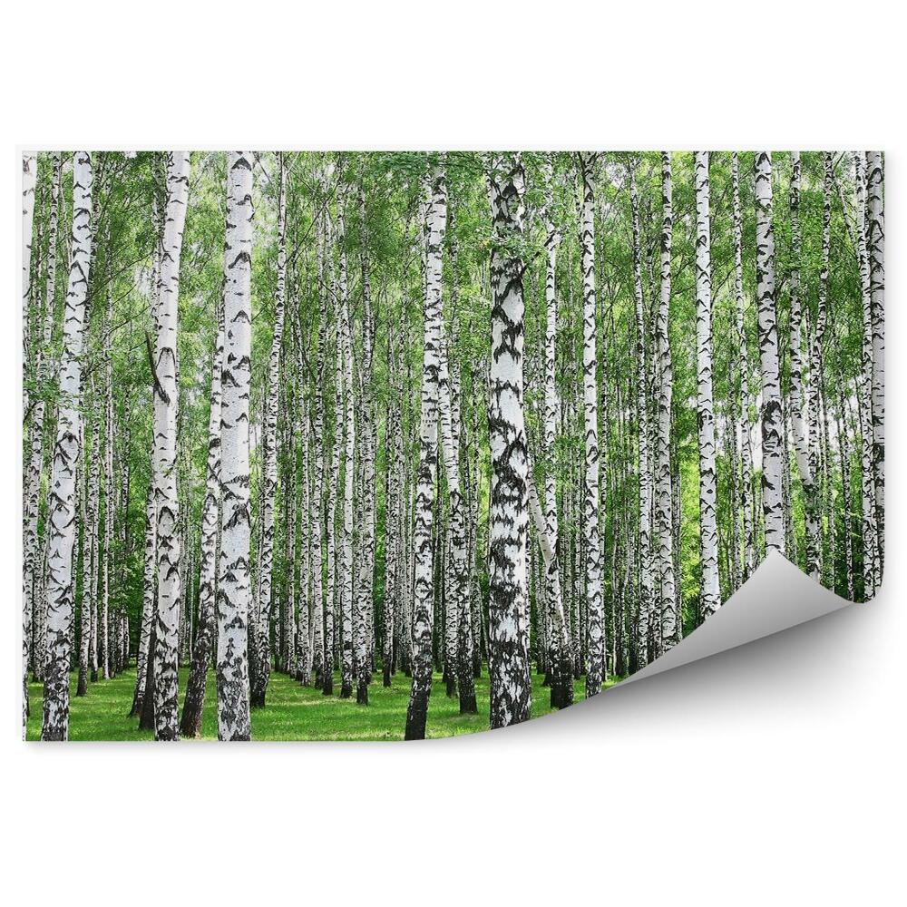 Fototapeta Jarný brezový les biele kmene