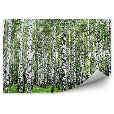 Fototapeta Jarný brezový les biele kmene