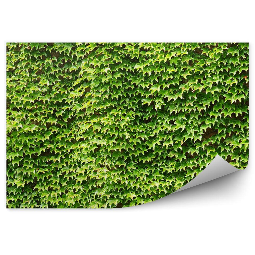 Fototapeta na stenu Zelené Brečtanové Pozadie