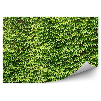 Fototapeta na stenu Zelené Brečtanové Pozadie