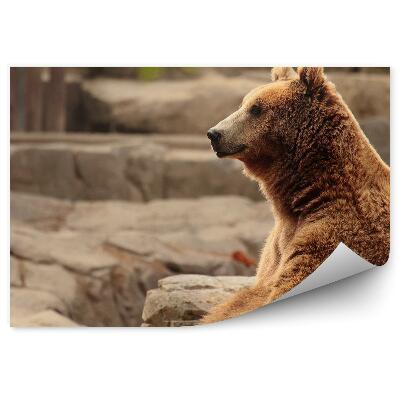 Fototapeta na stenu Sediaci medveď hnedý