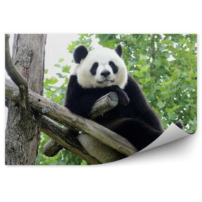Fototapeta na stenu Panda obrovská
