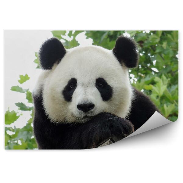 Fototapeta Zamyslená panda na pozadí stromov
