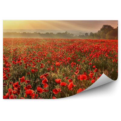 Fototapeta Pole Makových Kvetov Stromy Rastliny Západ Slnka