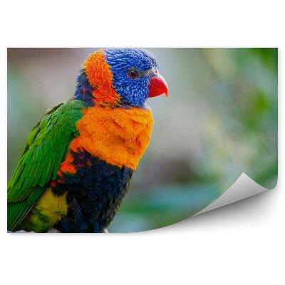 Fototapeta na stenu Papagáj lorík horský na konári