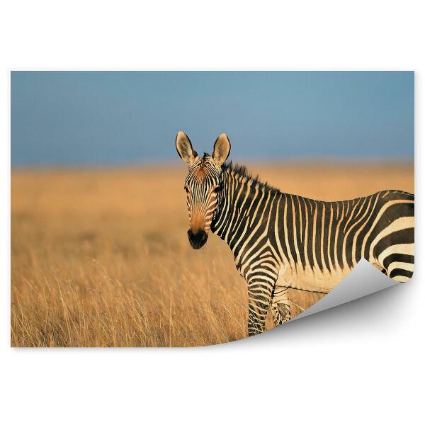 Fototapeta na stenu Zebra medzi trávami