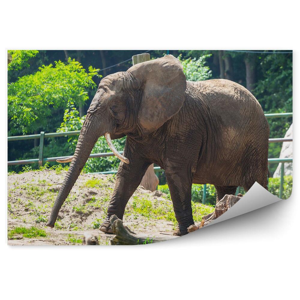 Fototapeta na stenu Slon vo výbehu