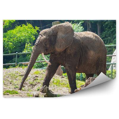 Fototapeta na stenu Slon vo výbehu