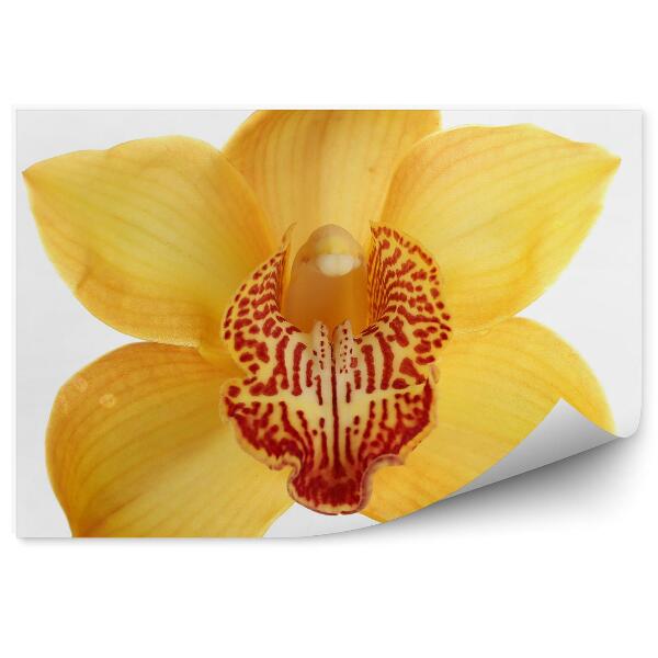 Fototapeta Žltá Orchidea