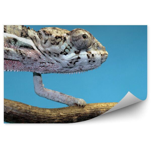 Fototapeta Chameleón na modrom pozadí