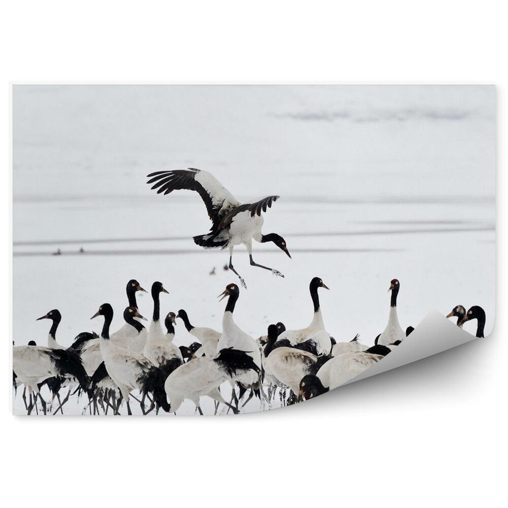 Fototapeta Húf žeriavov na snehu