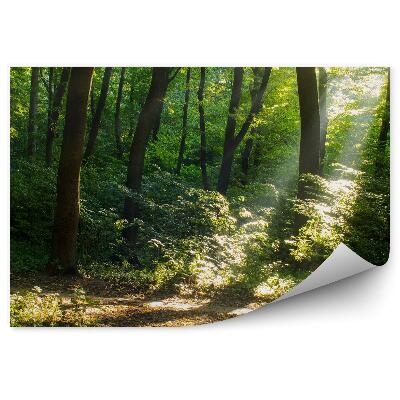 Fototapeta na stenu Slnečné svetlo prechádzajúce medzi stromami hustý les