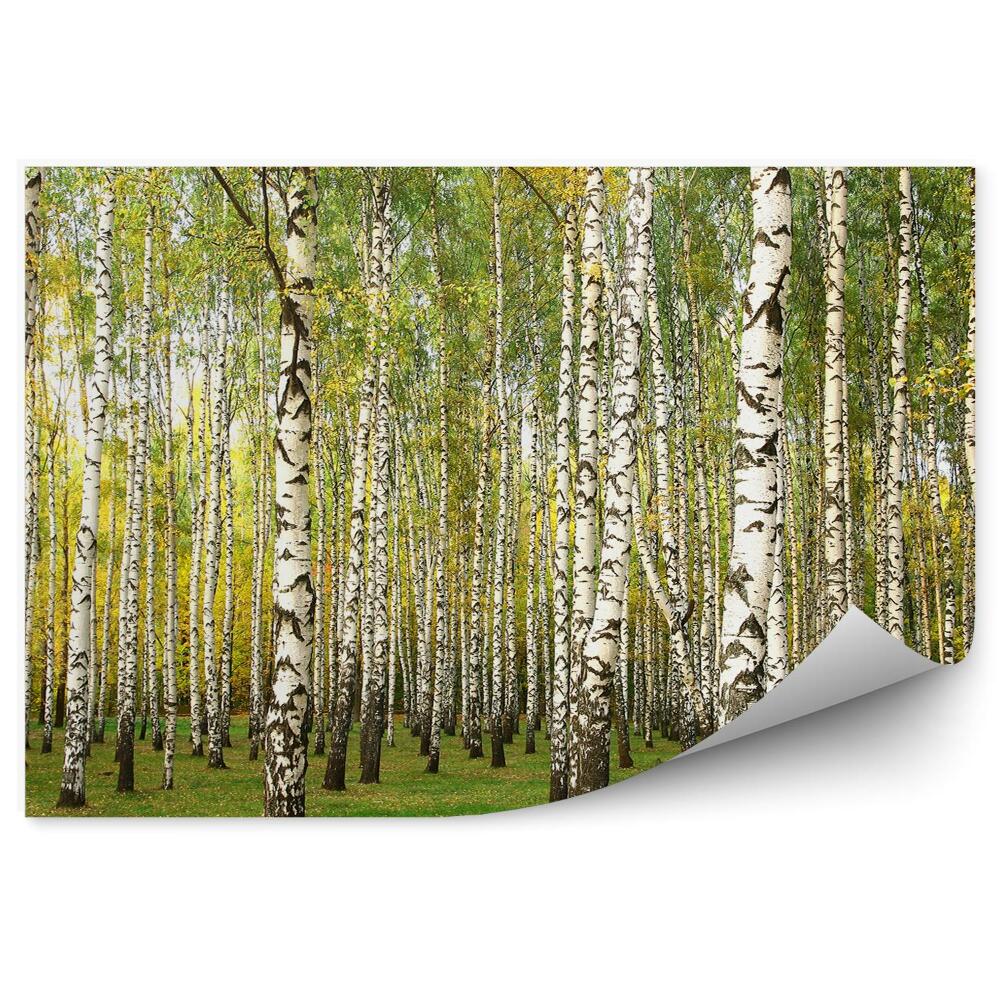 Fototapeta na stenu Brezová lesná tráva