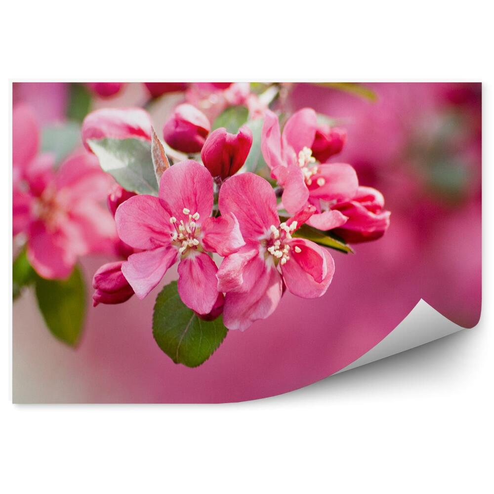 Fototapeta na stenu Ružový Jabloňový Kvet Rastliny Ružové Pozadie