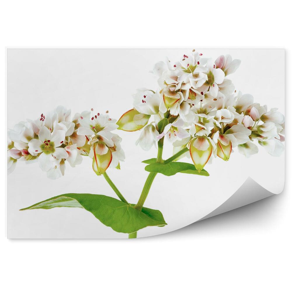 Fototapeta Kvet Pohánky