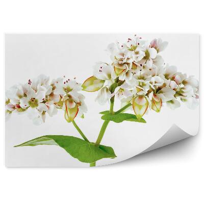 Fototapeta Kvet Pohánky