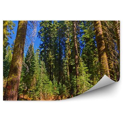 Fototapeta Borovicový les