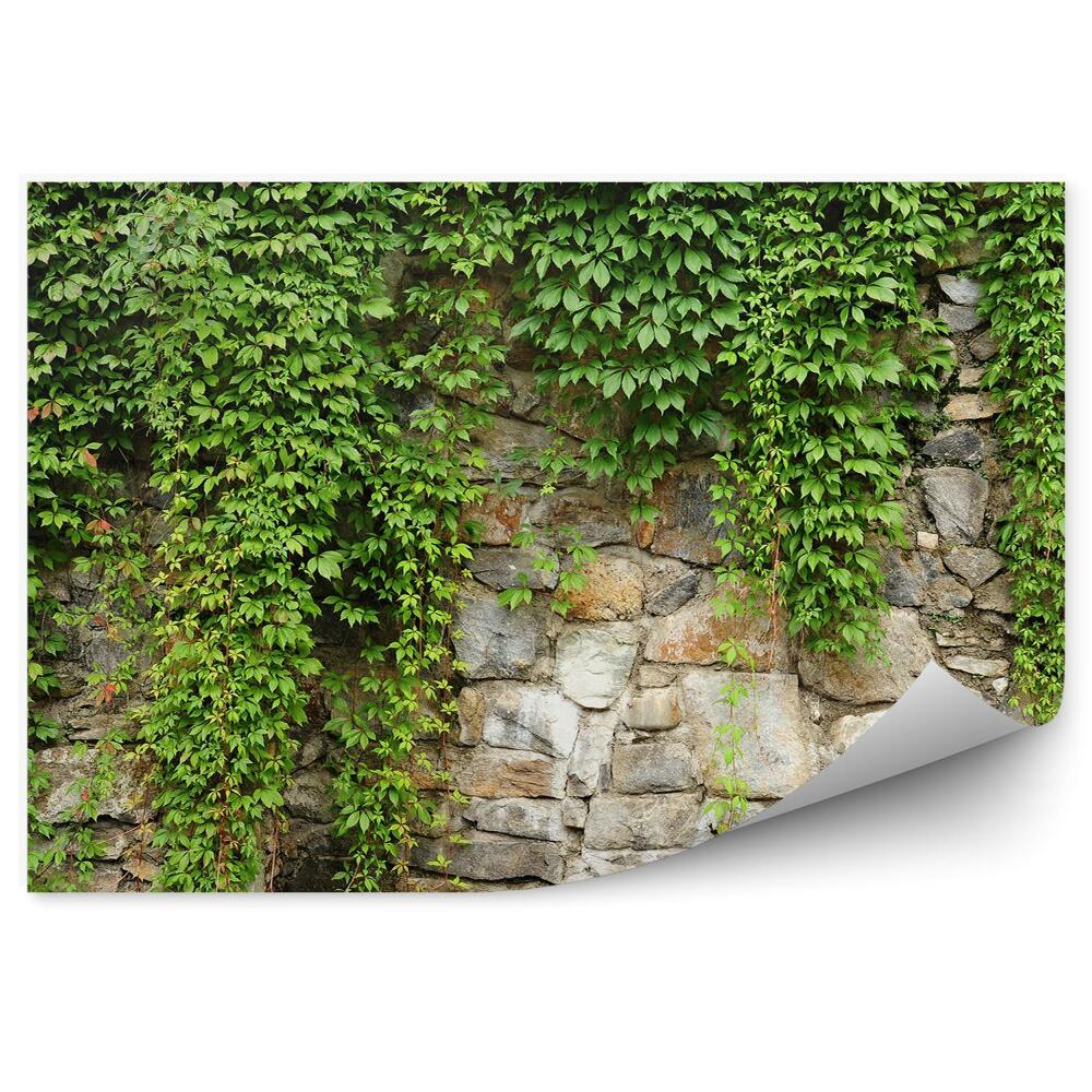 Fototapeta Stena Stena Brečtan Vinič